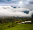 Dramatic clouds and tea garden for background or texture use