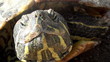 Video: Green turtle Green turtle