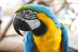 portrait of blue and yellow macaw.