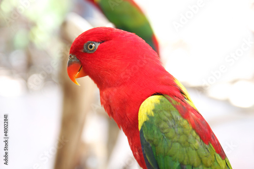 Photo: Parrot Parrot