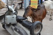 mucca indiana affamata
