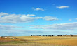 Landscape of alentejo farm, south of Portugal.