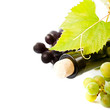 Wine and grape isolated Wine and grape isolated