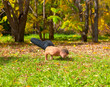 yoga Padma mayurasana pose