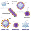 Hepatitis viruses comparison, eps10