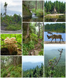 Summer beauty of Canadian forests Summer beauty of Canadian forests