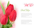 Red tulips isolated on white