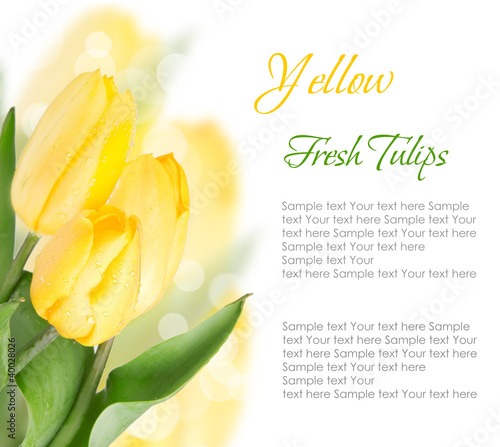 Photo: Yellow tulips isolated on white Yellow tulips isolated on white