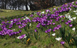 Bunter Frühling