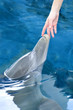 Touching a Dolphin