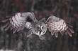 Great Grey Owl lat. Strix nebulosa