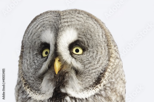 Photo: Great Grey Owl or Lapland Owl lat. Strix nebulosa Great Grey Owl or Lapland Owl lat. Strix nebulosa