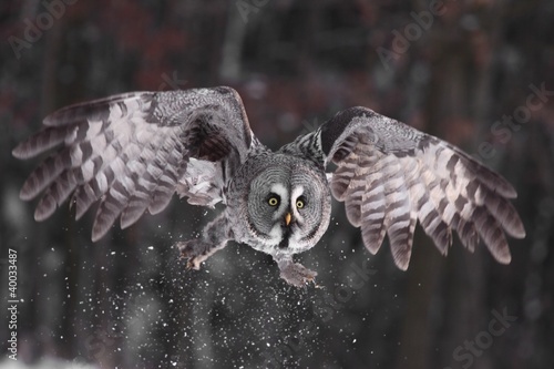 Photo: Great Grey Owl lat. Strix nebulosa Great Grey Owl lat. Strix nebulosa