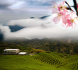 Nice landscape with sakura