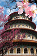 Sakura, temple and blue sky for background