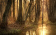 Foto: Morgenlicht im Märchenwald Morgenlicht im Märchenwald