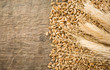 wheat grain and ear on wood wheat grain and ear on wood