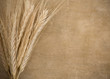 wheat border spike on wood wheat border spike on wood