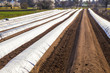 field of asparagus in spring covered with foil