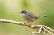 Curruca cabecinegra