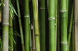 Bamboo and leaves