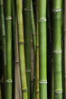 Local Bamboo forest