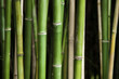 Green bamboo forest