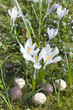 Waffeleier vor Krokussen, Blumenwiese