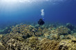 Diver and a School of Goatfish