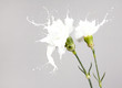 white splash flowers