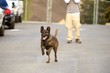 Dutch Shepherd
