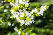 blooming tree blooming tree