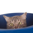 Photo: Tabby Cat with Crooked Nose in a Bucket Tabby Cat with Crooked Nose in a Bucket