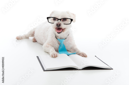Photo: Dog Puppy Education Training Dog Puppy Education Training