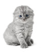 Scottish Kitty