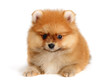 spitz dog