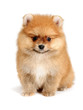 spitz dog