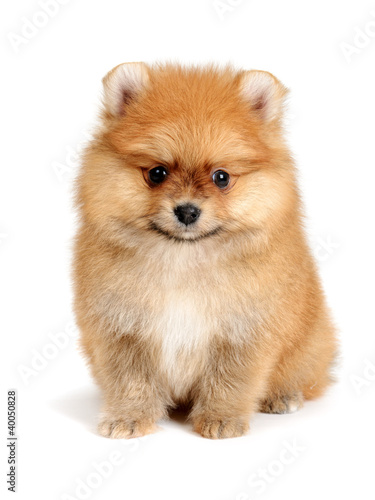 Photo: spitz dog spitz dog
