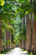 Botanical garden. Rio de Janeiro