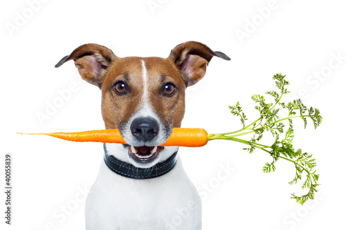 Photo: healthy dog with a carrot healthy dog with a carrot