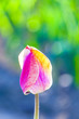 Spring field with blooming colorful tulips Spring field with blooming colorful tulips