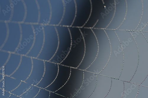 Photo: Spinnennetz mit Tautropfen Spinnennetz mit Tautropfen