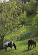 Caballos pastando