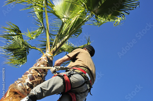 Photo: Pruning a Palm Tree, High Up Pruning a Palm Tree, High Up