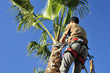 Tree Surgeon in Harness Trims Palm Tree