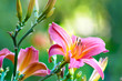 Pink day lily flowers and buds