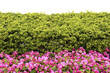 Green leaves wall