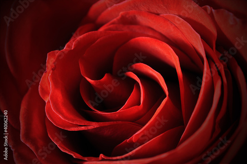 Photo: Beautiful red rose center close-up macro Beautiful red rose center close-up macro