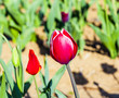 Spring field with blooming colorful tulips Spring field with blooming colorful tulips