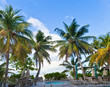 palm trees by the pool on the beach